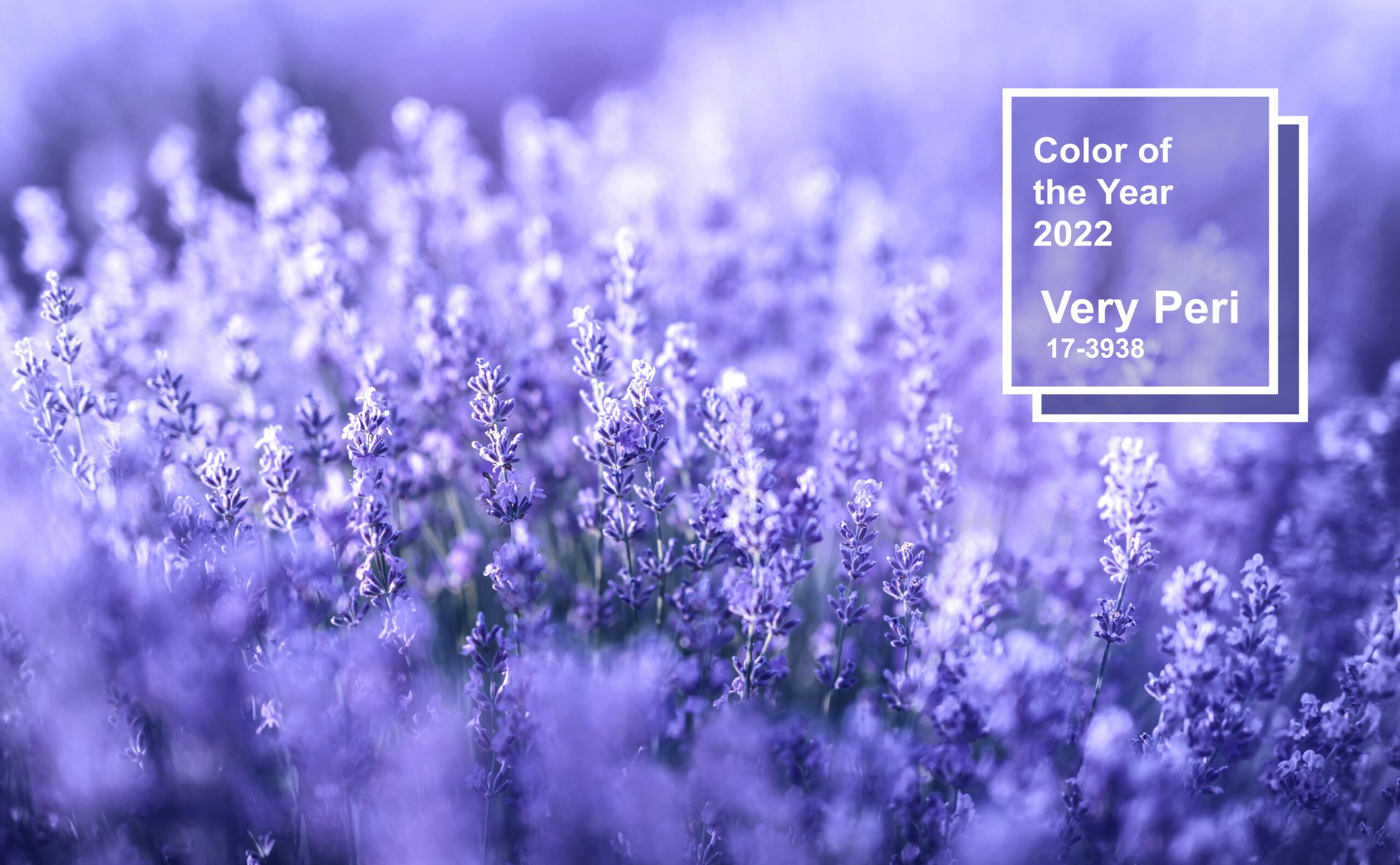 Lavender,Flowers,In,The,Color,Of,The,Year.,Color,Of